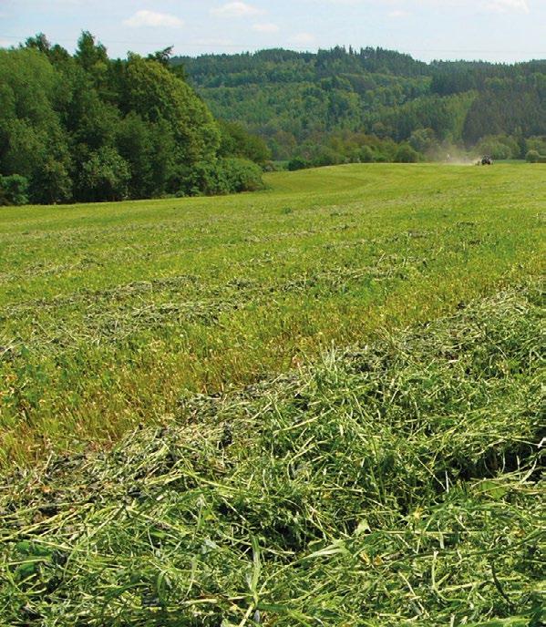 ZEMĚDĚLSKÉ TRAVNÍ SMĚSI Luční směs do sucha SPECIAL Dlouhodobé využití Luční směs do sucha Maximální výnos píce v sušších oblastech vícedruhové složení zvyšuje variabilitu a plastičnost k podmínkám