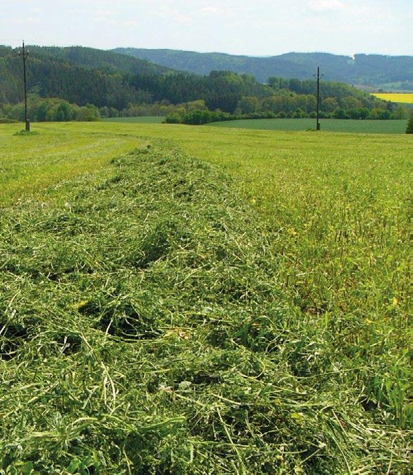 Luční směs do vlhka SPECIAL Druhová pestrost Luční směs do vlhka Seč navíc druhově velmi pestrá s vyšším zastoupením vytrvalejších komponentů vyšší zastoupení vlhkomilných druhů, které se lépe