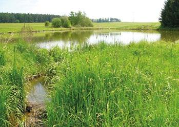 zastoupením vlhkomilných druhů, které se lépe vyrovnávají s méně příznivými podmínkami vlhkých půdních poměrů zastoupené druhy jsou garancí dobrého výnosu biomasy při intenzivnějším hnojení poskytne