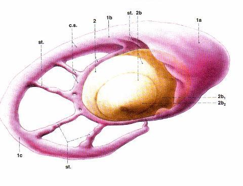 Nuclei basales