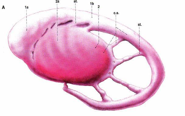 GLOBUS PALLIDUS