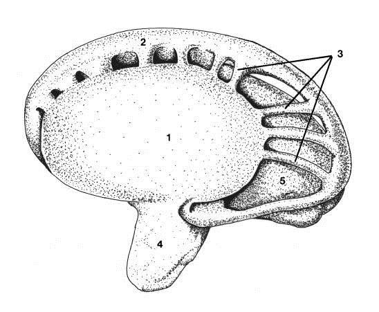 Medial surface