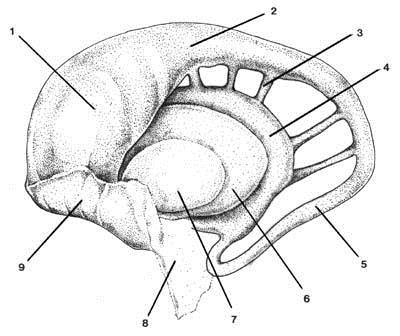 ganglia Lateral