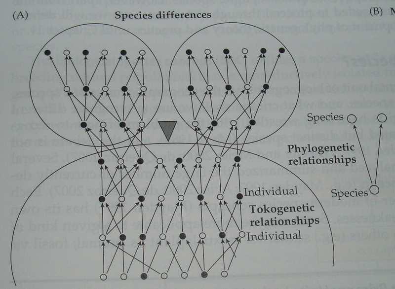 Druh definice jsou různé problémů je mnoho hlavním ale je pohlavní versus nepohlavní rozmnožování základem speciace je dělení (kladogeneze) mateřského druhu na