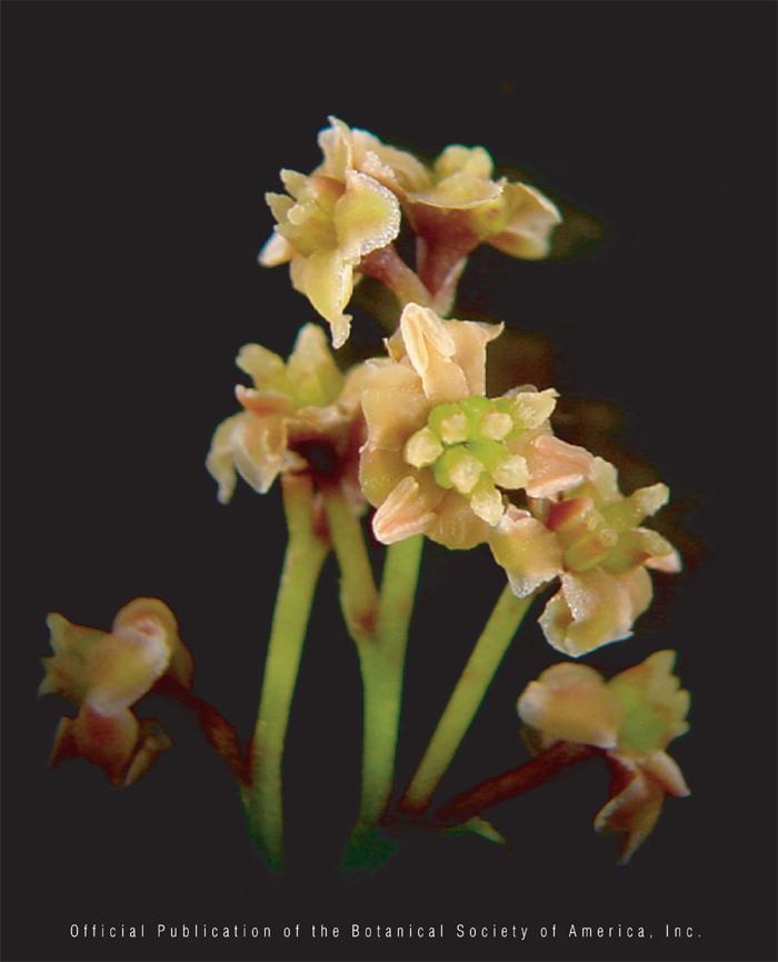 Amborellaceae Prastarý, sesterský