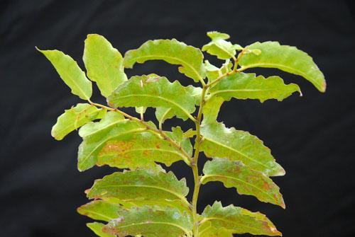Amborellaceae Listy - jednoduché, kožovité - s celistvým, zvlněným
