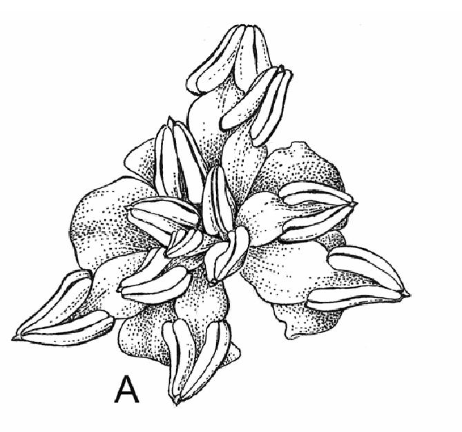 Amborellaceae Samčí
