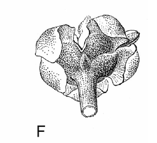 Amborellaceae Samičí