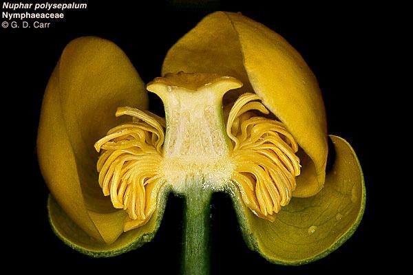 Nymphaeaceae Rod stulík má nerozlišený, korunovitě žlutě zbarvený