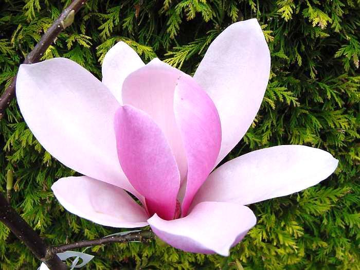 3. řád Magnoliales šácholánokvěté dříve