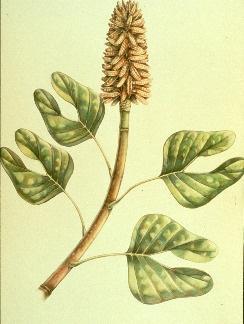 Magnoliaceae Tvar listů