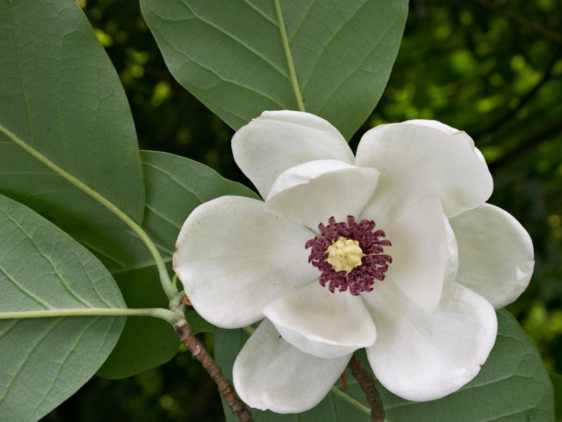Magnoliaceae Květy velké,