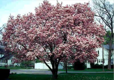 Magnolia - 80 120