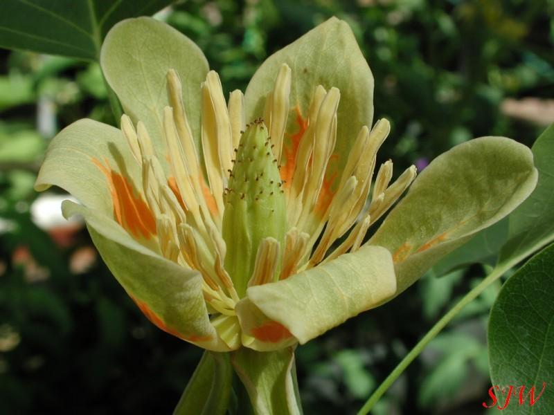 Magnoliaceae Rod Liriodendron má jen dva druhy: