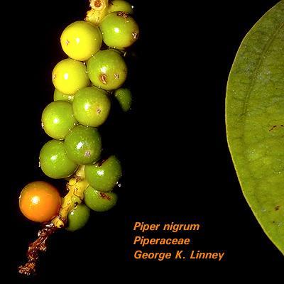 Piperaceae pepřovníkovité 5-8/3000, byliny, keře a liány