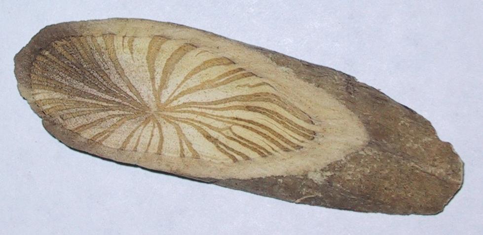 Aristolochiaceae dřevo