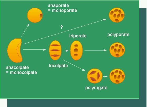 monokolpátní pyl průduchy mají