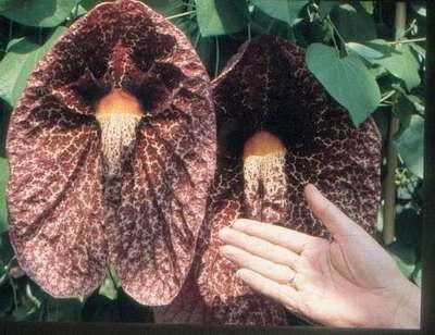 Aristolochiaceae Mnohé druhy podražců se pěstují pro bizarní tvary a zbarvení okvětí;