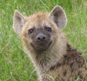 Tur domácí (Bos taurus) 2n = 60 (akrocentrické chromozomy) Hyena skvrnitá (Crocuta crocuta) 2n = 40