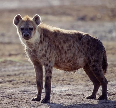 Hyena skvrnitá (Crocuta crocuta) 2n