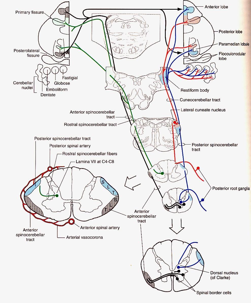Spinocerebellar Pathways Posterior T1 L2, uncrossed ICP, proprioceptors Anterior L3 L5 2x-crossed, SCP, cutaneous signals