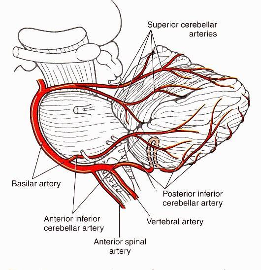 Arterial supply