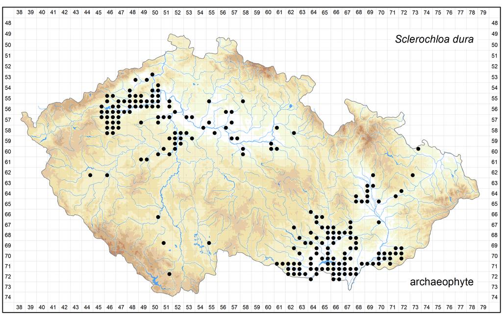 Distribution of Sclerochloa dura in the Czech Republic Author of the map: Jiří Zázvorka Map produced on: 18-11-2015 Database records used for producing the distribution map of Sclerochloa dura