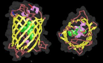 Vlastnosti GFP Protein o délce 230 aminokyselin