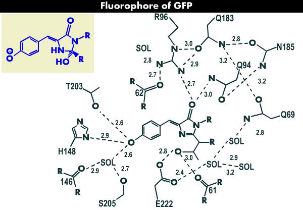 emise cca 509 nm Fluorofor: Beta-barelová struktura: