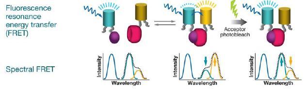 FRET: Fluorescence