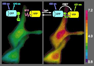 FRET: Fluorescence resonance energy