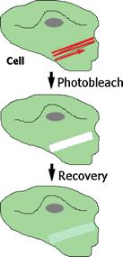 FRAP: Fluorescence recovery after photobleaching Metoda vyvinuta původně pro laterální difůzi molekul v membránách.