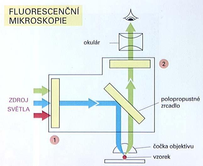 Schéma konvenčního fluorescenčního mikroskopu -Na fluorescenčně značený vzorek dopadá