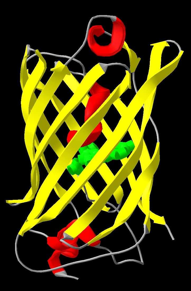 Fluorescenční proteiny