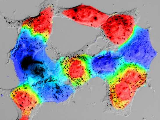 of Ca 2+ in HeLa cells www.