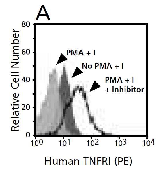 Důležité: Stimulace (restimulace buněk) Receptor shedding (inhibitory, 4 C) Kvalita