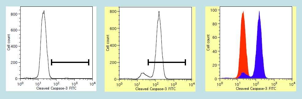 Aktivace enzymů kaspáza 3 FLICA (fluorochrome-labelled inhibitors of caspase activity)