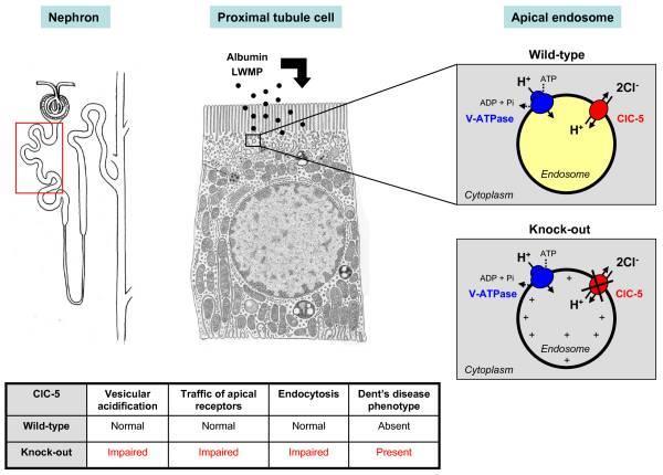 Proximální tubulus nefron Buňka proximálního tubulu Apikální endosom Albumin LMWP Divoký typ H + ATP ADP+Pi V-ATPáza H + 2Cl - ClC-5