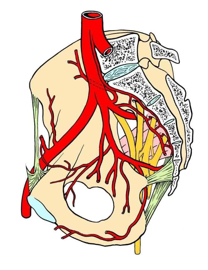 A. iliaca externa a. epigastrica inf. a. circumflexa ilium prof. A.