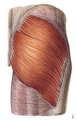 tensor fasciae latae + tractus iliotibialis