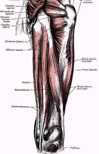 Zadní skupina ( hamstringy ) m. biceps femoris, m. semitendinosus, m. semimembranosus, n.