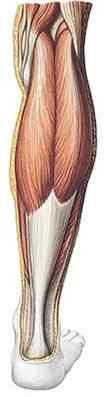 Svaly bérce Dorsální skupina povrchová vrstva m. triceps surae - m. gastrocnemius lat. - m. gastrocnemius med. - m. soleus m.