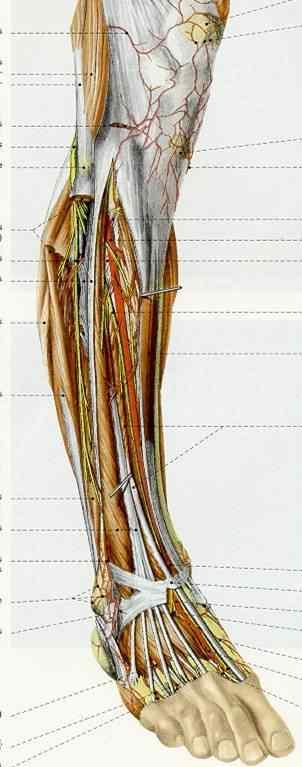 vaginae tendinum tarsales ant.