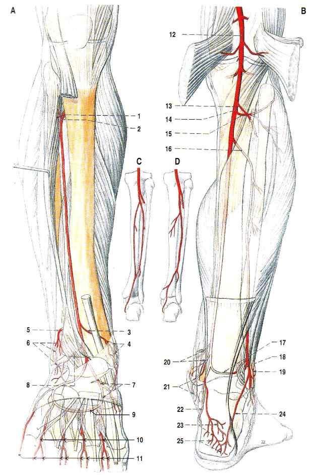 peronea a. plantaris med. a. plantaris lat. a. tibialis anterior a.