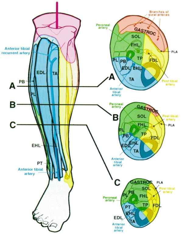 Fig. 9 Angiosomes of the Leg: Anatomic Study and Clinical Implications. Taylor, G; Pan, Wei Plastic & Reconstructive Surgery. 102(3):599-616, September 1998. Fig. 9. Anterior view of the leg with cross-sections at three levels, viewed distally.