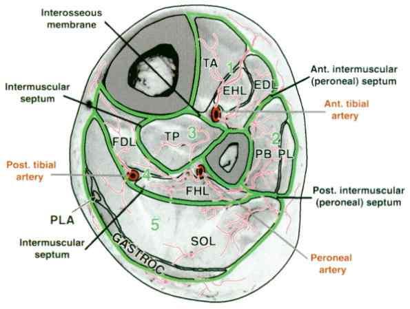 Fig. 10 