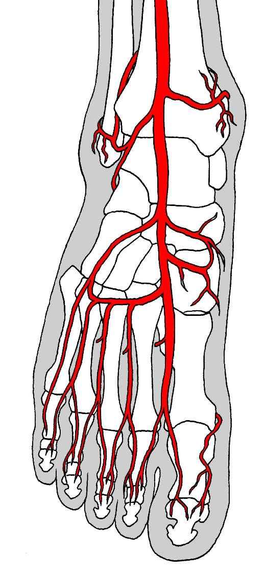 a. tibialis anterior a. malleolaris ant. med. a. malleolaris ant. lat. a. dorsalis pedis a.