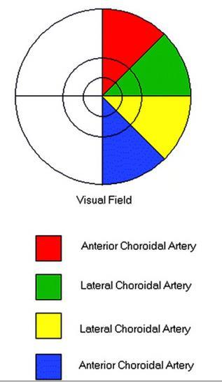 Neurology