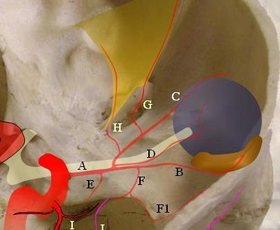 OA, Ophtalmic artery