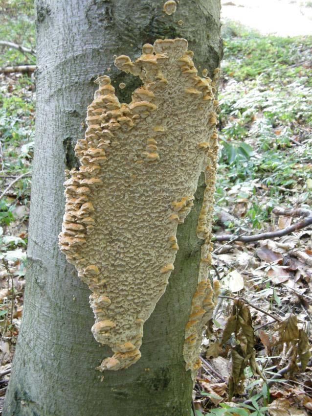 Inonotus nodulosus rezavec uzlinatý Fagus - rostoucí dřeviny i